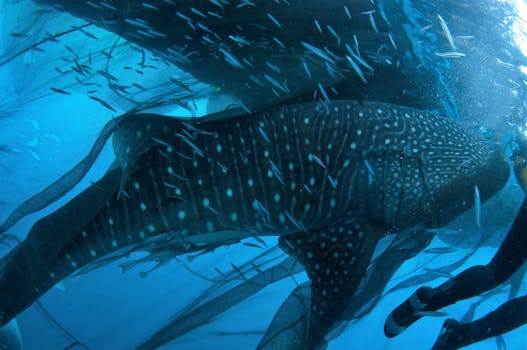 Whale shark #144881 “Mitch”