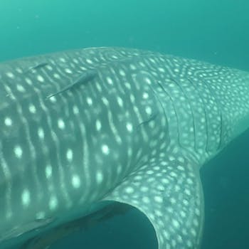 Whale shark #165320 “Captain Kirk”